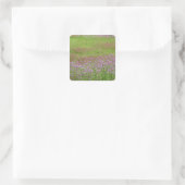 Fluitenkruid (Daucus carota) in groei Vierkante Sticker (Tas)
