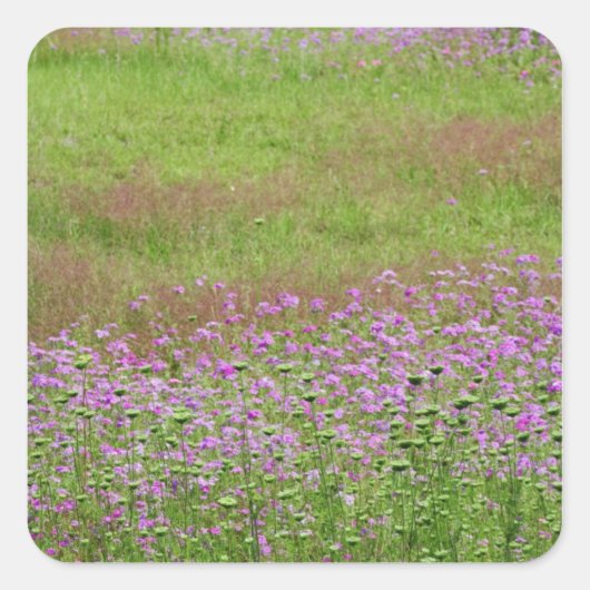 Fluitenkruid (Daucus carota) in groei Vierkante Sticker (Voorkant)