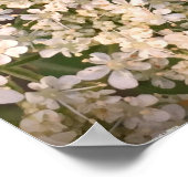 Fluitenkruid, Poster (Hoek)