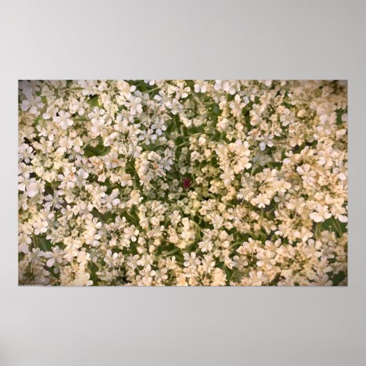 Fluitenkruid, Poster (Voorkant)