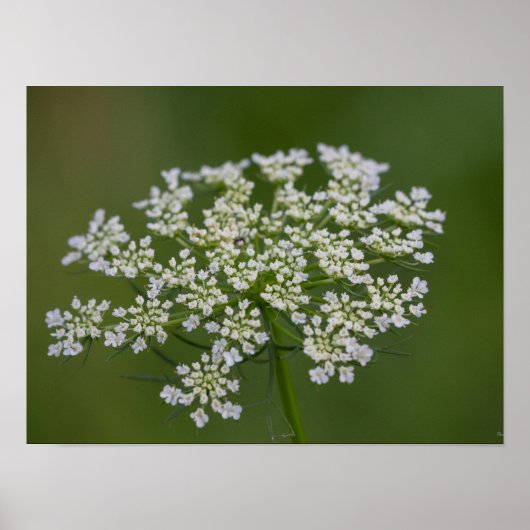 Fluitenkruid Poster (Voorkant)