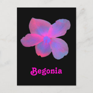 Fluorescent Begonia  Briefkaart
