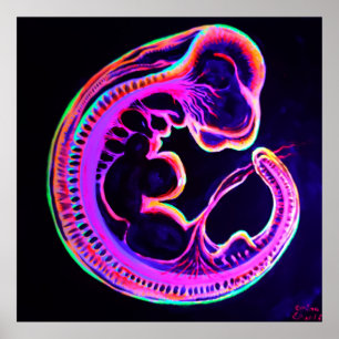 Fluorescente embryo's die in het donker gloeien poster