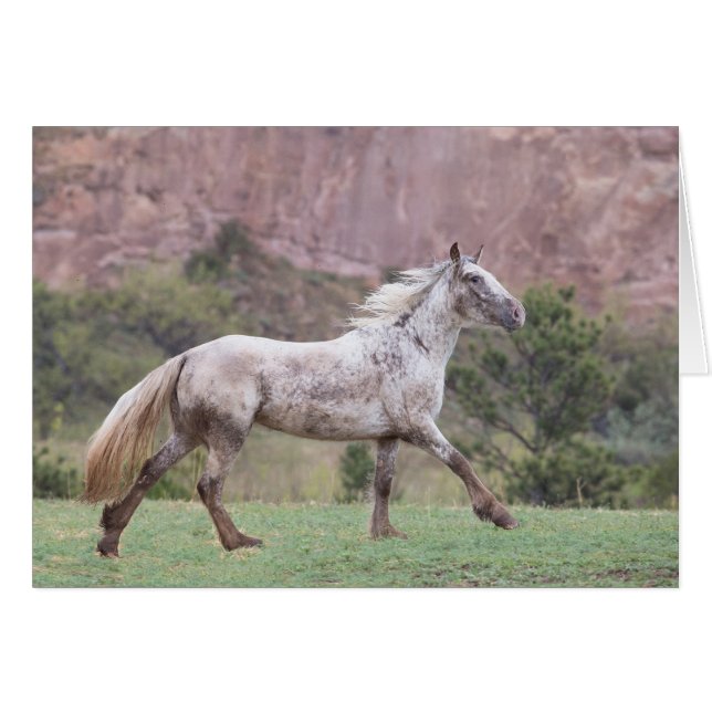 Flurry's run - Galoping naar Freedom Greting Card (Voorkant Horizontaal)