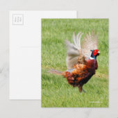 Flustered Ring-Necked Pheasant in Grass Briefkaart (Voorkant / Achterkant)