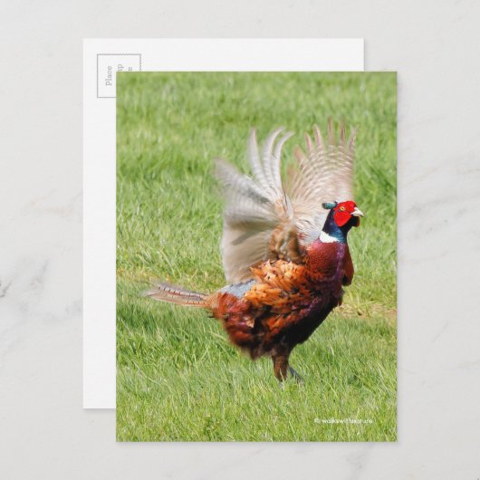 Flustered Ring-Necked Pheasant in Grass Briefkaart (Voorkant / Achterkant)