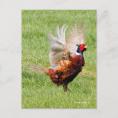 Flustered Ring-Necked Pheasant in Grass Briefkaart (Voorkant)