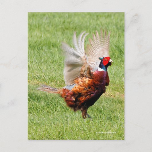 Flustered Ring-Necked Pheasant in Grass Briefkaart (Voorkant)
