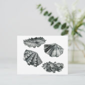 Fluted Giant Clam Briefkaart (Staand voorkant)