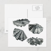 Fluted Giant Clam Briefkaart (Voorkant / Achterkant)