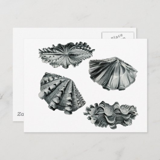 Fluted Giant Clam Briefkaart (Voorkant / Achterkant)