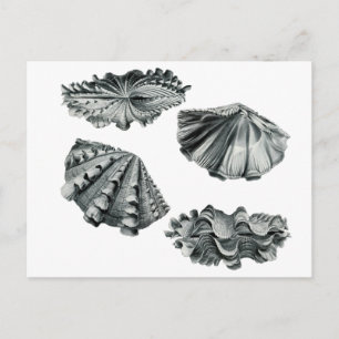 Fluted Giant Clam Briefkaart