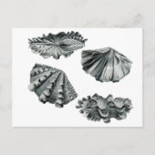 Fluted Giant Clam Briefkaart (Voorkant)