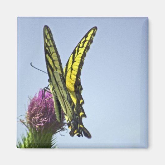 Flutter Magneet (Voorkant)
