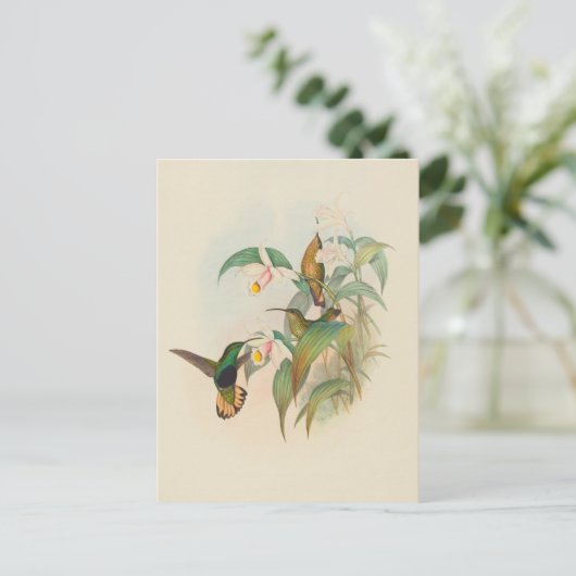 fluweelachtige borst met gebufferde staart | John Briefkaart (Staand voorkant)