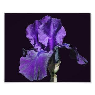 Fluweelachtige Paarse baardige Iris Flower Art 8x1 Foto Afdruk