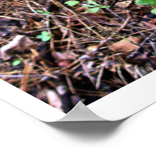 fluweelgroen mos poster (Hoek)