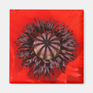 fluwelen kern magneet