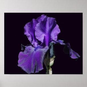 Fluwelen Paarse Baardiris Bloem Kunst Poster