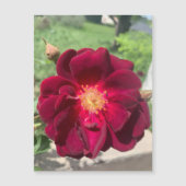 fluwelen Rozen magneet (Voorkant)