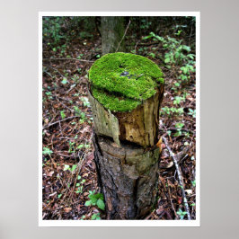 Fluwelig groen mos poster