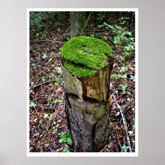 Fluwelig groen mos poster (Voorkant)