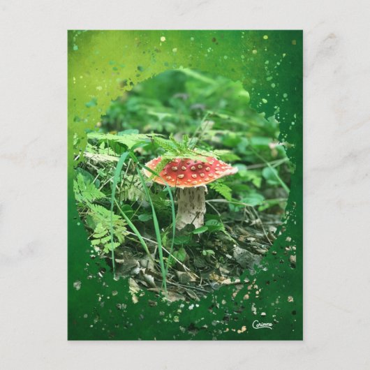 Fly Agaric - Briefkaart (Voorkant)