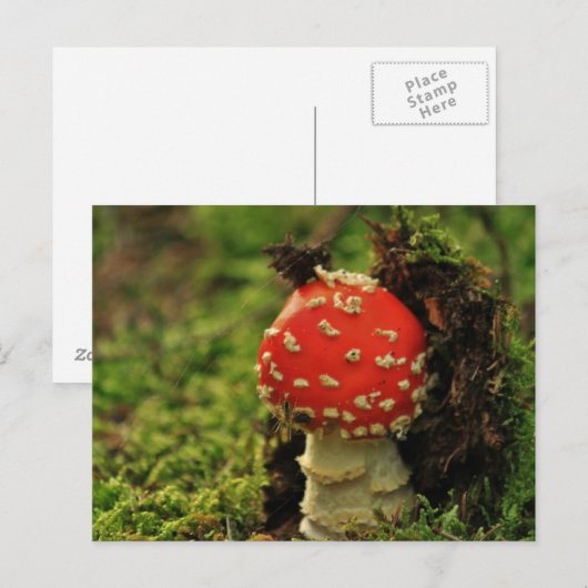 Fly Agaric Briefkaart (Voorkant / Achterkant)