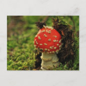Fly Agaric Briefkaart (Voorkant)