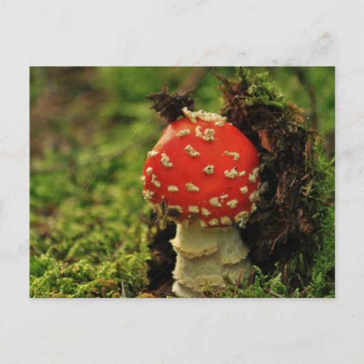 Fly Agaric Briefkaart (Voorkant)