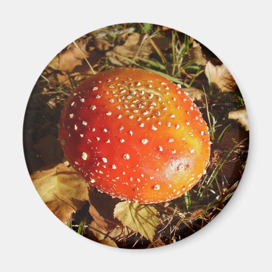 Fly Agaric Mushroom Magnet (Voorkant)