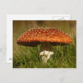 Fly Argaric Mushroom Briefkaart (Voorkant / Achterkant)