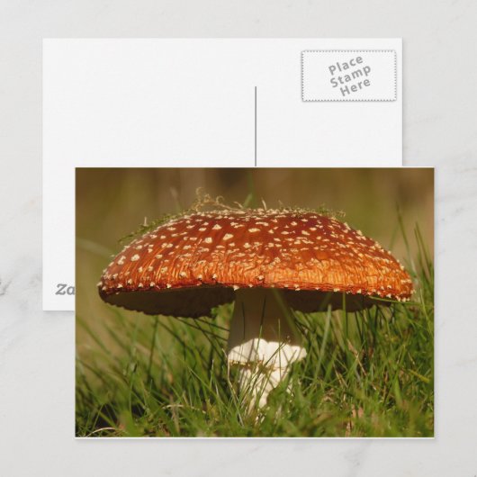 Fly Argaric Mushroom Briefkaart (Voorkant / Achterkant)