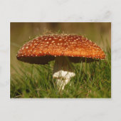 Fly Argaric Mushroom Briefkaart (Voorkant)