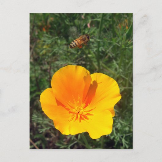 Fly Away Bee Briefkaart (Voorkant)