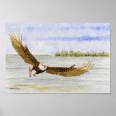 Fly Fishin'- Bald Eagle Poster (Voorkant)