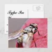 Fly Insect Briefkaart (Voorkant / Achterkant)