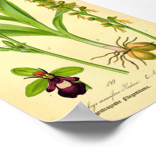 Fly Orchid (Ophrys insectifera) Poster (Hoek)