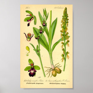 Fly Orchid (Ophrys insectifera) Poster