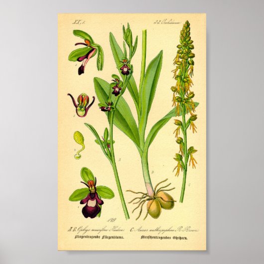 Fly Orchid (Ophrys insectifera) Poster (Voorkant)