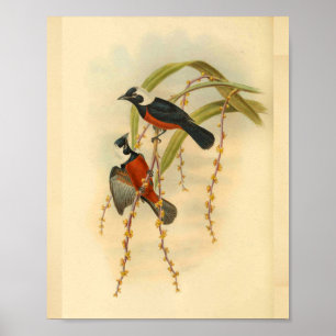 flycatcher Black Red Bird Print