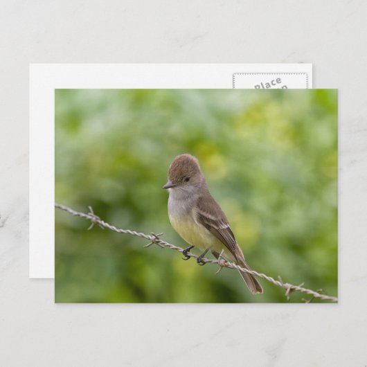 Flycatcher Briefkaart (Voorkant / Achterkant)