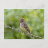 Flycatcher Briefkaart (Voorkant)