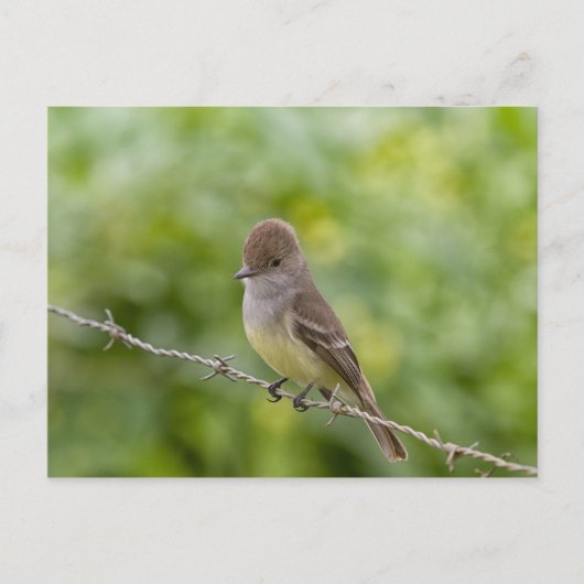 Flycatcher Briefkaart (Voorkant)