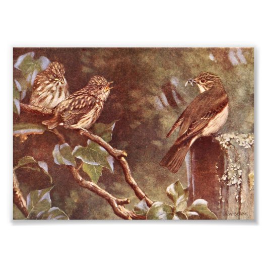 Flycatcher en Young Foto Afdruk (Voorkant)