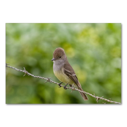 Flycatcher Kaart (Achterkant)