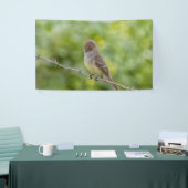 Flycatcher Spandoek (Beurs)