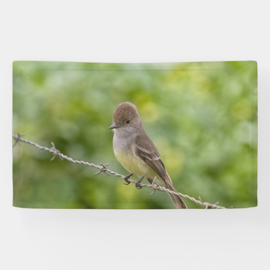 Flycatcher Spandoek (Horizontaal)