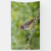Flycatcher Spandoek (Verticaal)