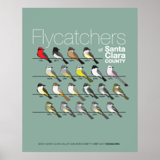 Flycatchers voor het Poster van Santa Clara County